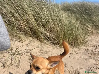 Chihuahua dogs Friendly Chihuahua for Stud - Advert 24