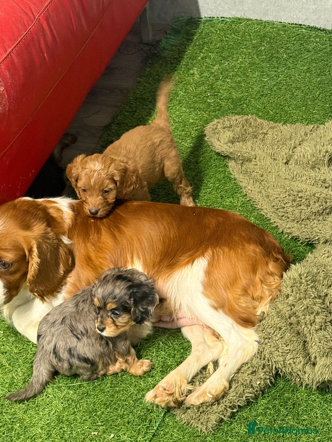 Cavapoo dogs for sale: Lavender  and rose gold merle cavapoos   - Advert 6