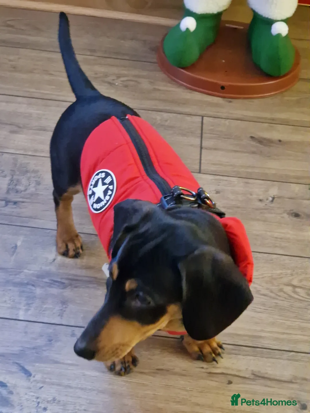 Dachshund dogs for sale: Dachshund  - Advert 3