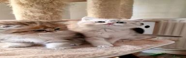 British Shorthair Kitten 3