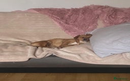 Mixed Breed dogs for adoption: Nellie  - Image 5