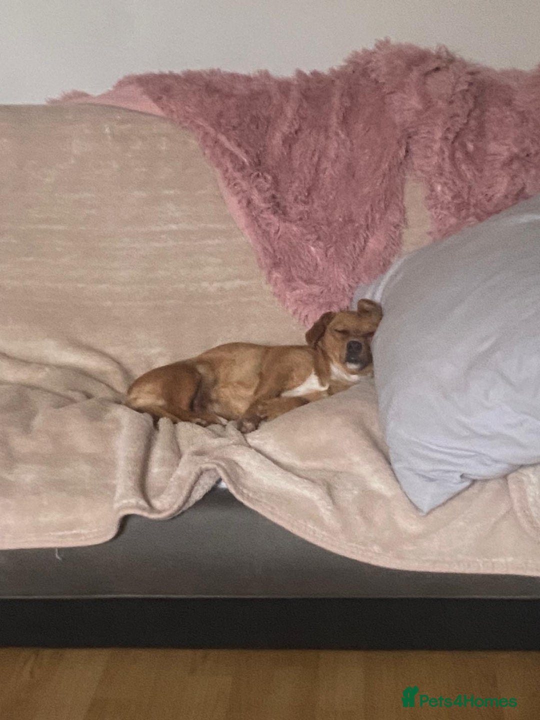 Mixed Breed dogs for adoption: Nellie  - Image 5