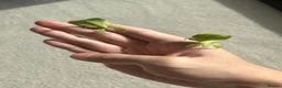Stick Insects invertebrates for sale: 6 × C. limogesi Leaf Insects - £25 Group in London - Advert 3