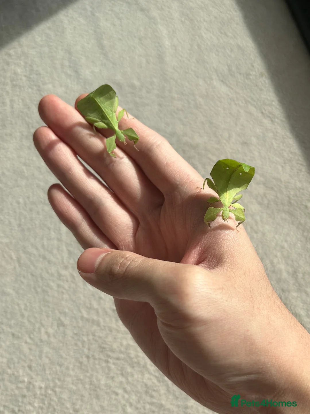 Stick Insects invertebrates for sale: 6 × C. limogesi Leaf Insects - £25 Group in London - Advert 3