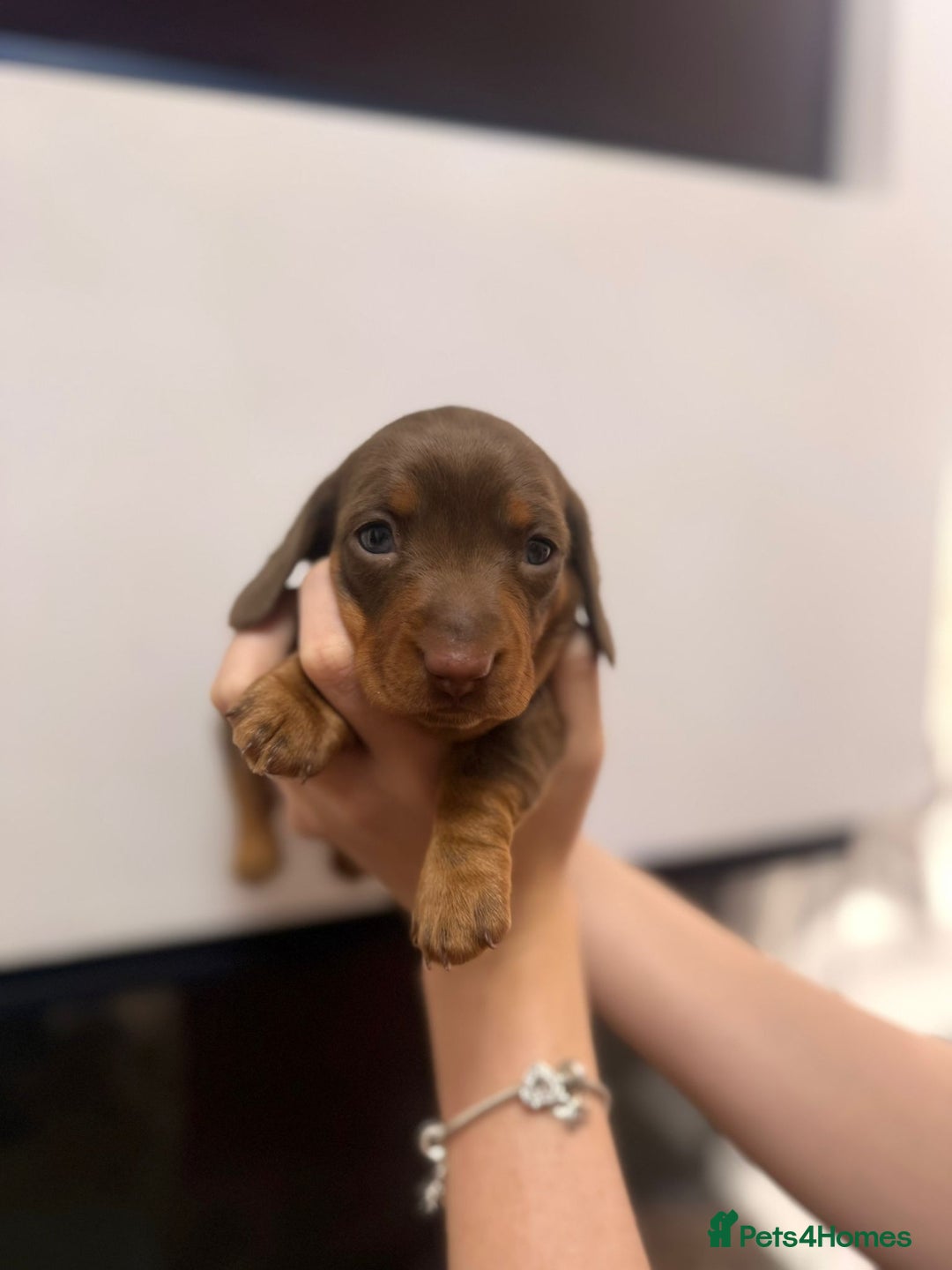 Miniature Dachshund dogs for sale: Miniature Daschund 🎀 - Advert 2