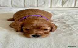 Cavapoo dogs for sale: Extensively Health Tested Cavapoo Puppies  - Image 16