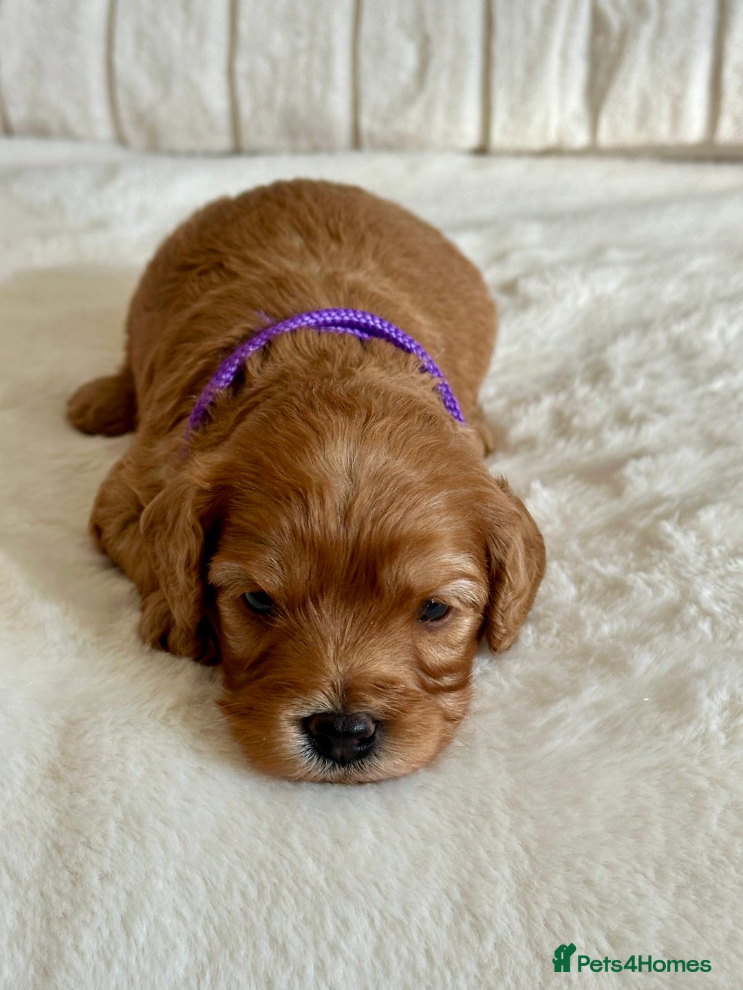 Cavapoo dogs for sale: Extensively Health Tested Cavapoo Puppies  - Image 16