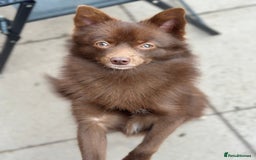 Pomsky dogs for stud: Chocolate Pomsky for Stud  - Image 6