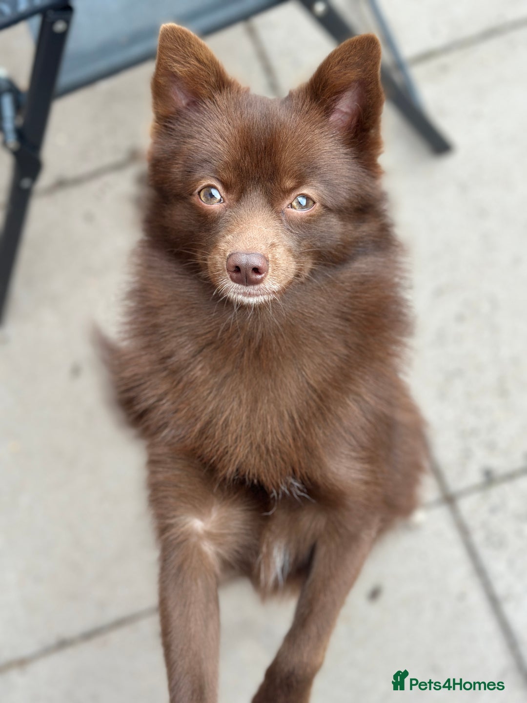 Pomsky dogs for stud: Chocolate Pomsky for Stud  - Image 6