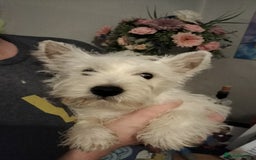 West Highland Terrier dogs for sale: **ready now** KC show line girl - Image 12