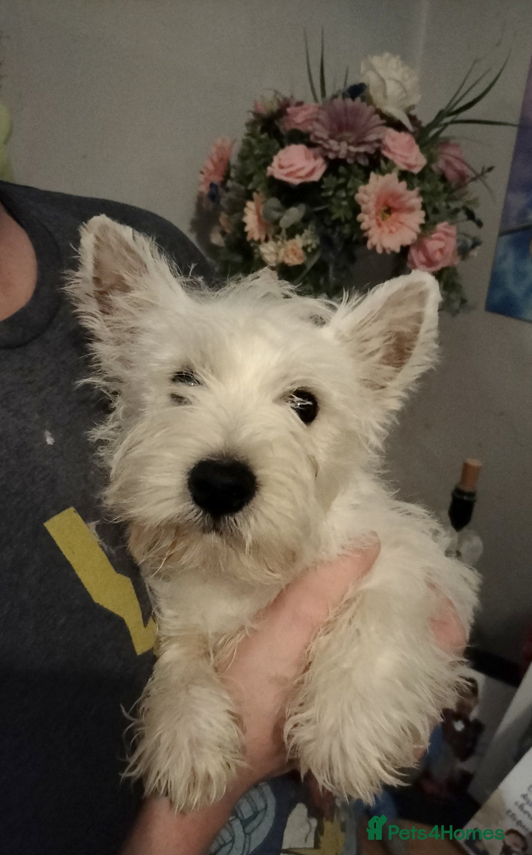 West Highland Terrier dogs for sale: **ready now** KC show line girl - Image 12