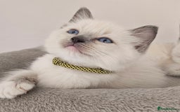 Ragdoll cats for sale: STUNNING GCCF CHAMPION SIRED KITTENS  - Image 7