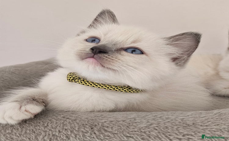 Ragdoll cats - Advert 4