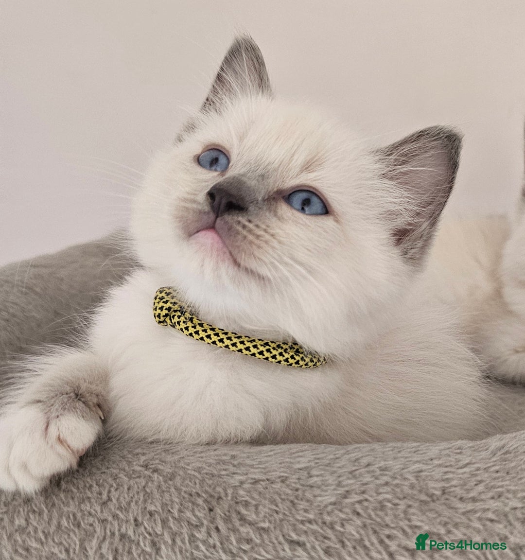 Ragdoll cats for sale: STUNNING GCCF CHAMPION SIRED KITTENS  - Image 7