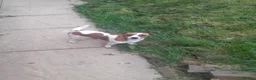 Jack Russell dogs for sale: Jack Russell in Exeter - Advert 11