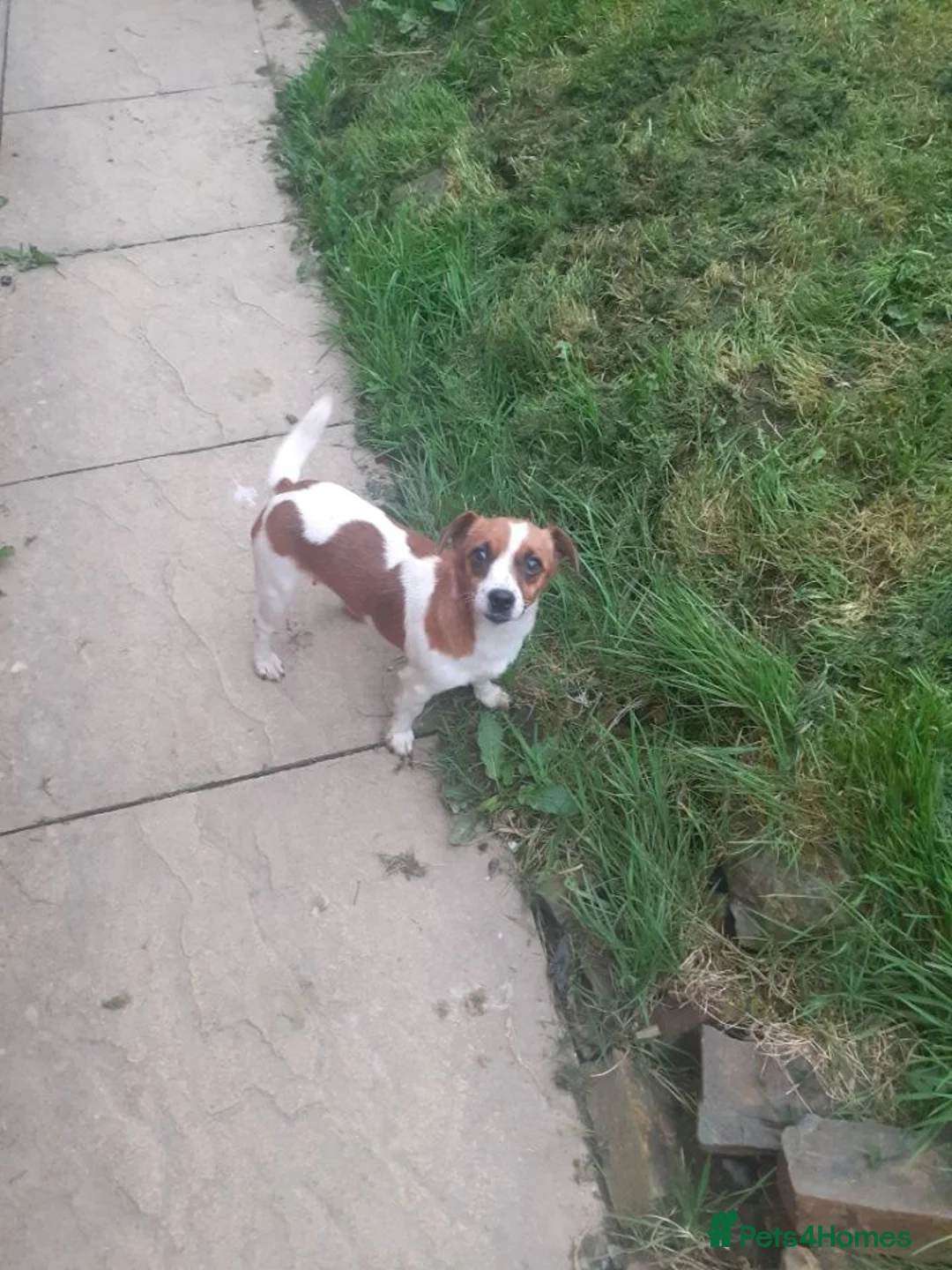 Jack Russell dogs for sale: Jack Russell in Exeter - Advert 11
