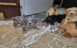 Cockapoo dogs for sale: Cockapoo puppies  - Image 5