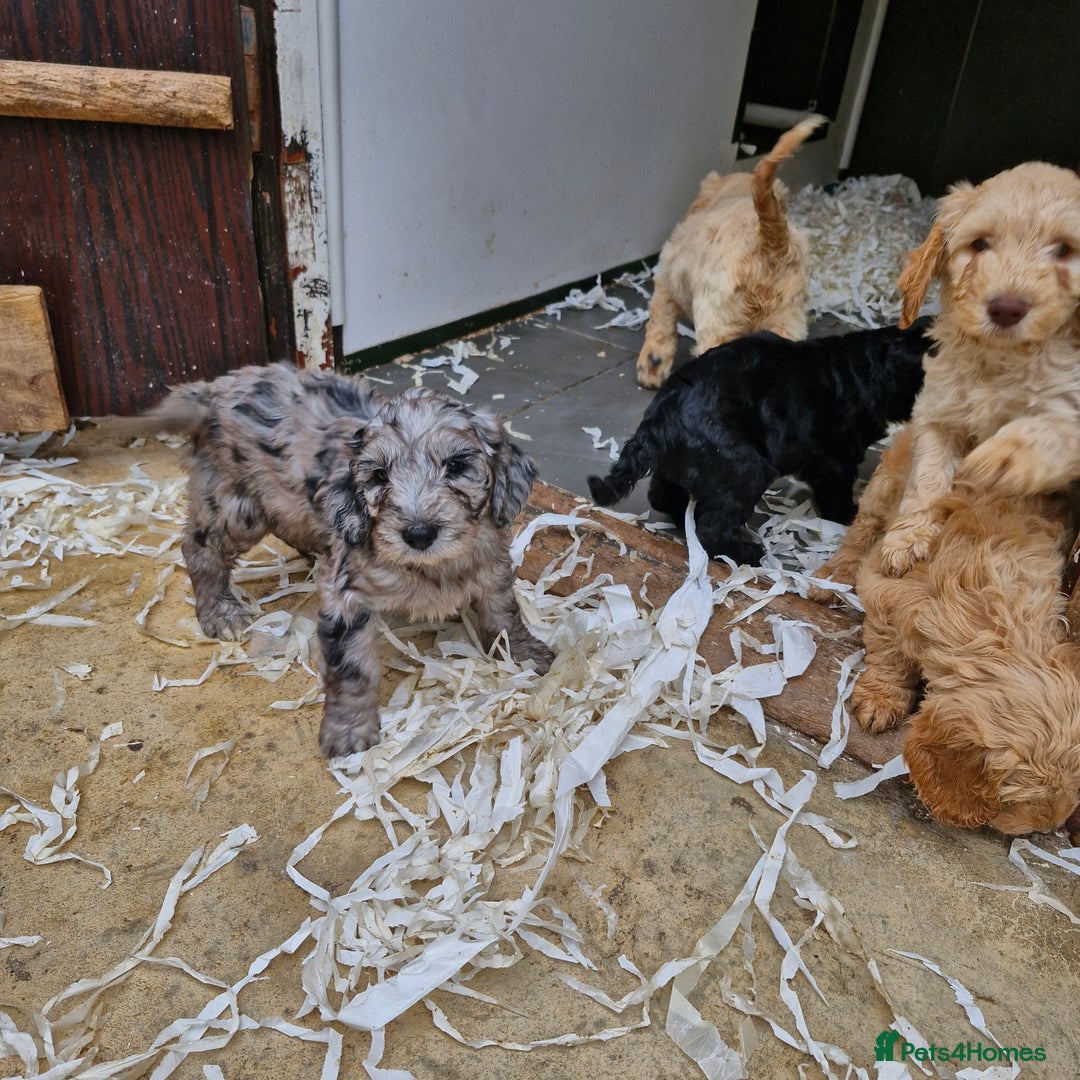 Cockapoo dogs for sale: Cockapoo puppies  - Image 5