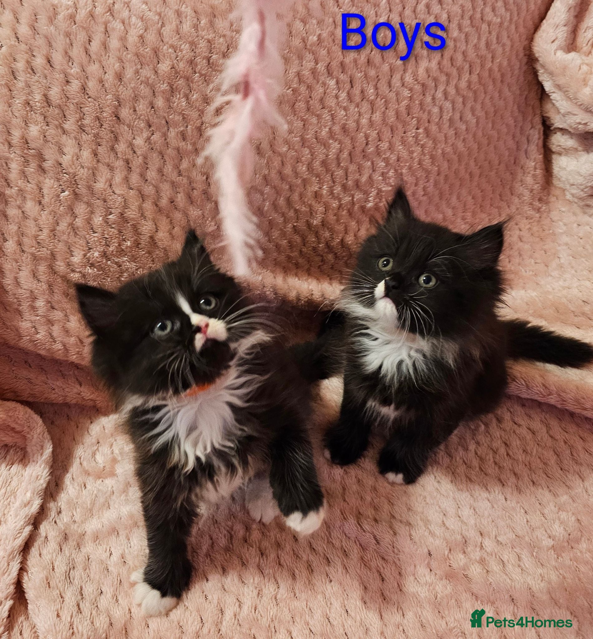 Mixed Breed cats Persian cross kittens x 5 - Advert 18