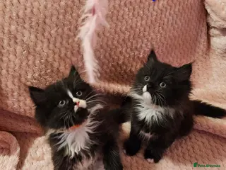 Mixed Breed cats Persian x kittens, 2 MALE READY NOW - Advert 1