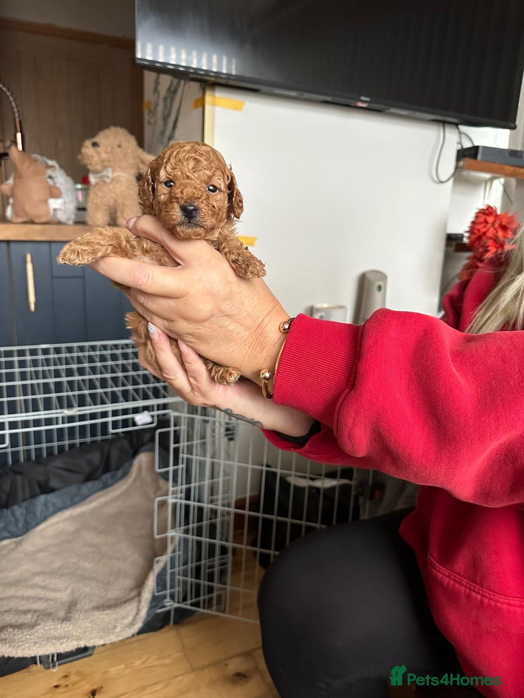 Toy Poodle dogs for sale: Toy poodles, both parents kc reg, 5 generations  - Advert 1