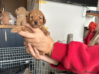 Toy Poodle dogs Toy poodles, both parents kc reg, 5 generations - Advert 1