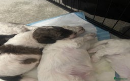 Cockapoo dogs for sale: 2 very happy boys avalible  - Image 8