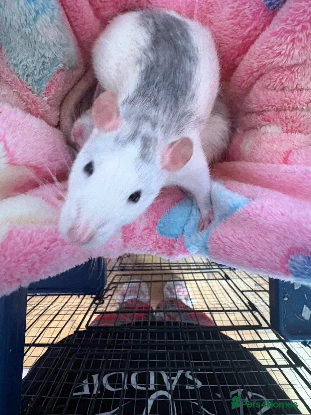 Rat rodents for sale: 4 female rats - Advert 2