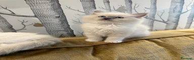 Ragdoll 1