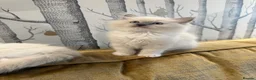 Ragdoll cats for sale: GCCF registered champion sired Ragdoll kitrens - Advert 18