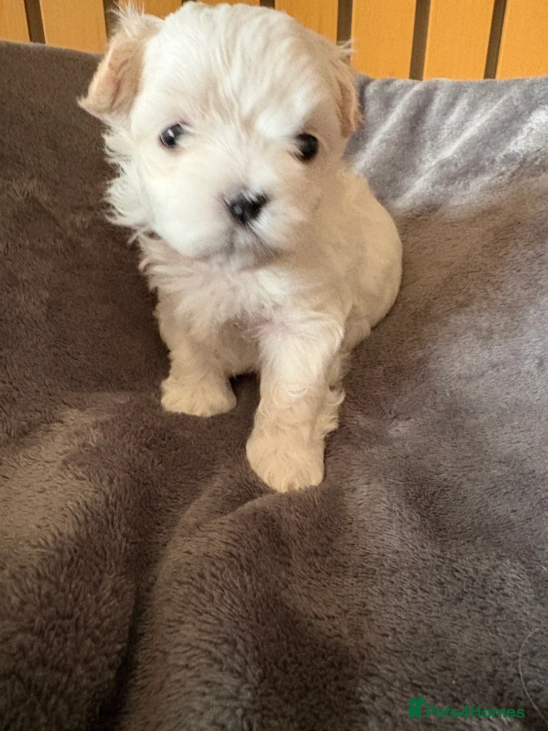 Maltipoo dogs for sale: Puppies in Falkirk - Advert 2