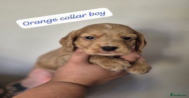 Cocker Spaniel dogs - Advert 11