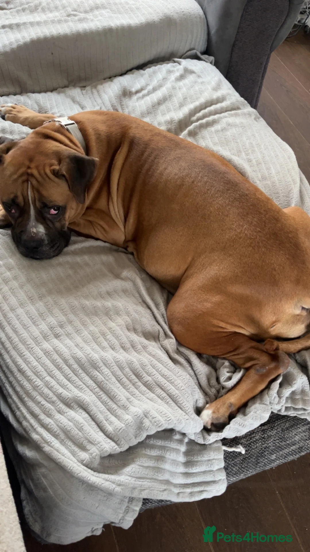Mixed Breed dogs for sale: Puppies for sale - Advert 1