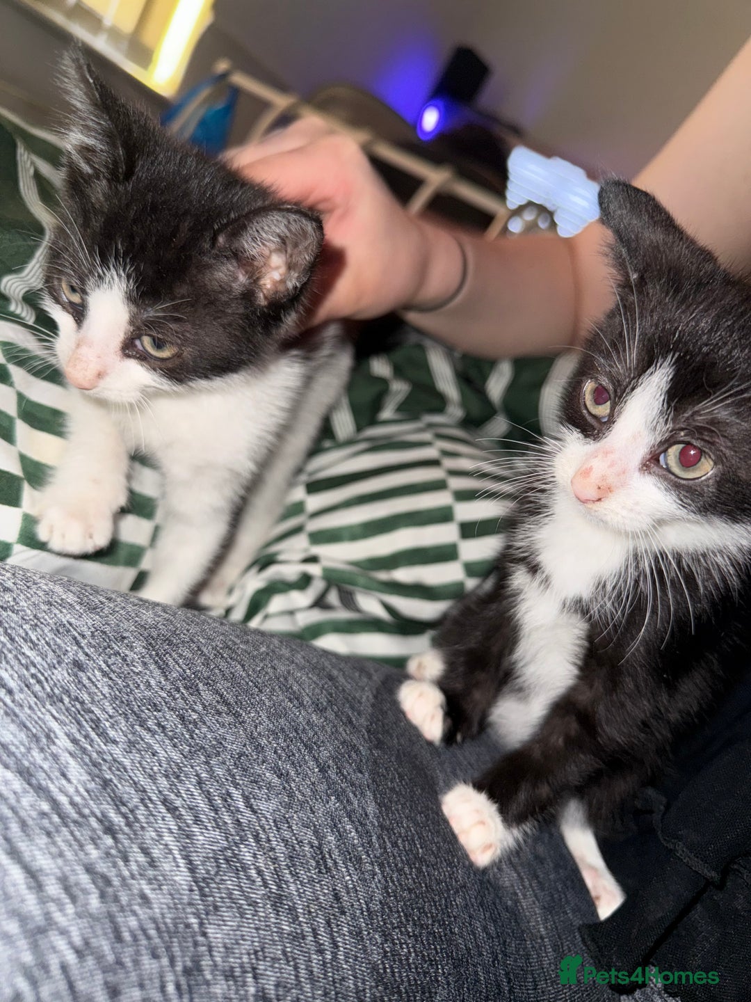 Mixed Breed cats for sale: Two male black white kittens  - Image 1