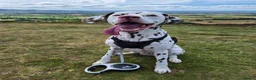 Dalmatian dogs for sale: Oscar 19 Month - Advert 1