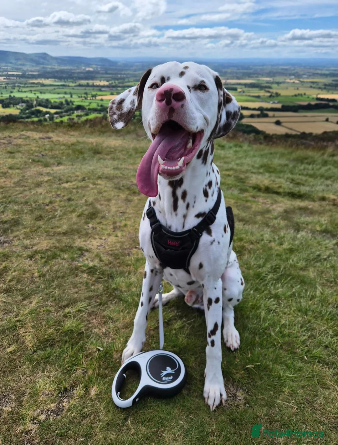 Dalmatian dogs for sale: Oscar 19 Month - Advert 1