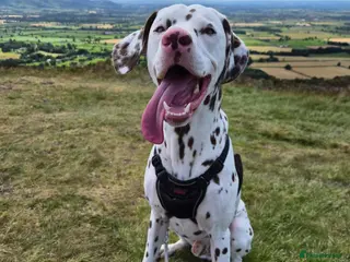 Dalmatian dogs Oscar 19 Month - Advert 6