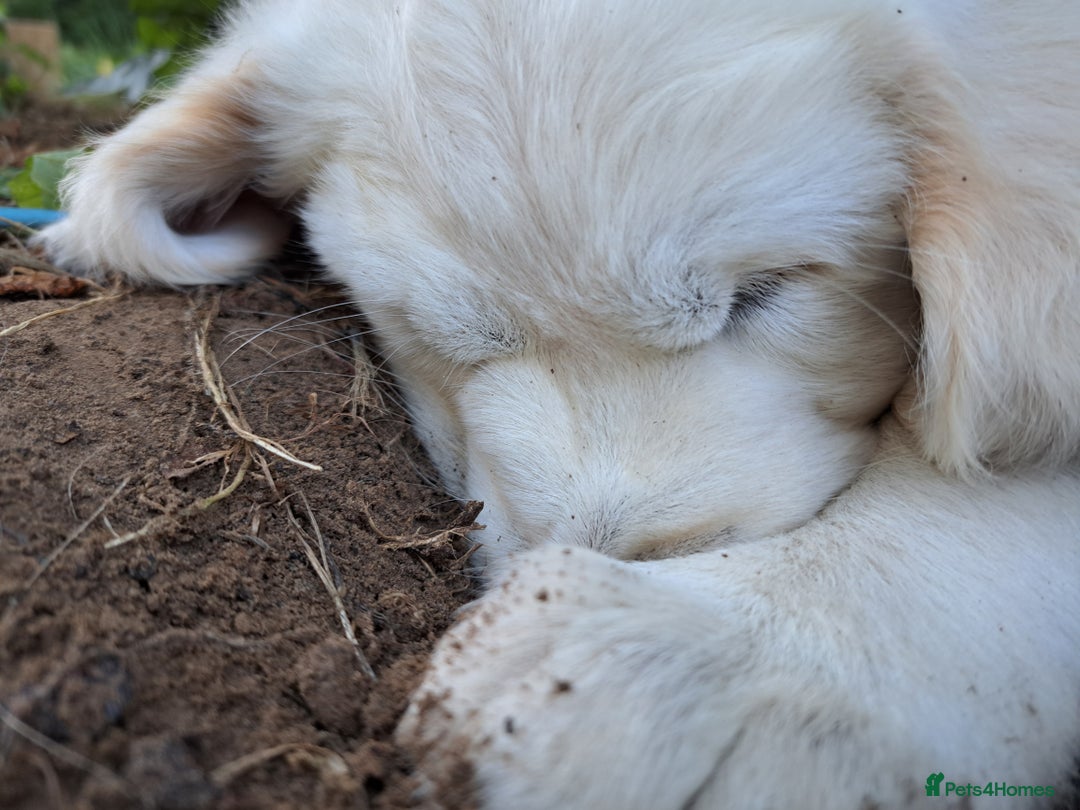 Golden Retriever dogs for sale: Golden retriever puppies  - Image 6