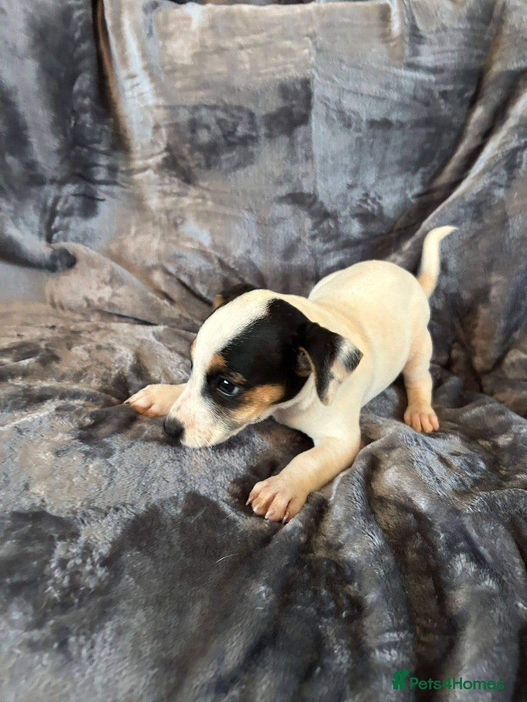 Jack Russell dogs for sale:  Jack Russell Terrier Puppies - Image 4