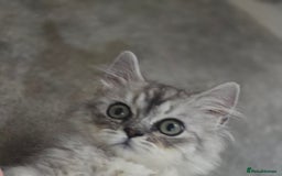Persian cats for sale: silver chinchilla persian male - Image 6