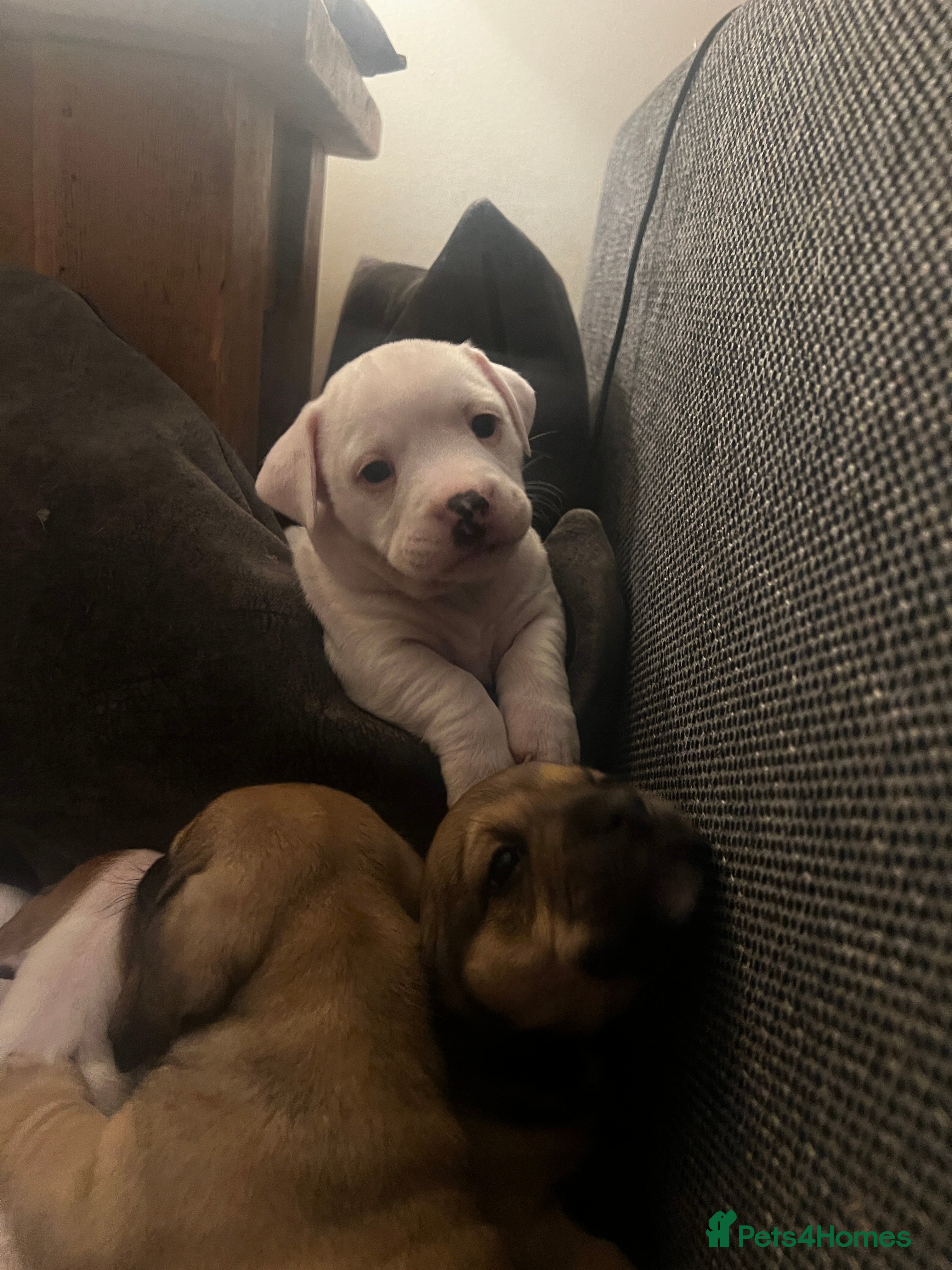 Mixed Breed dogs  Last 2 girls READY NOW! Rare English Bulldach - Advert 3