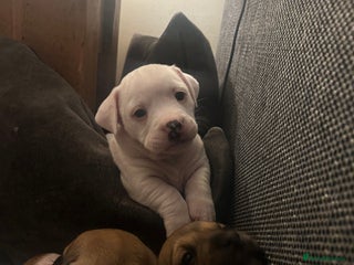 Mixed Breed dogs ❤️ 3 LEFT READY NOW ❤️ Rare English Bulldach Pups - Advert 2