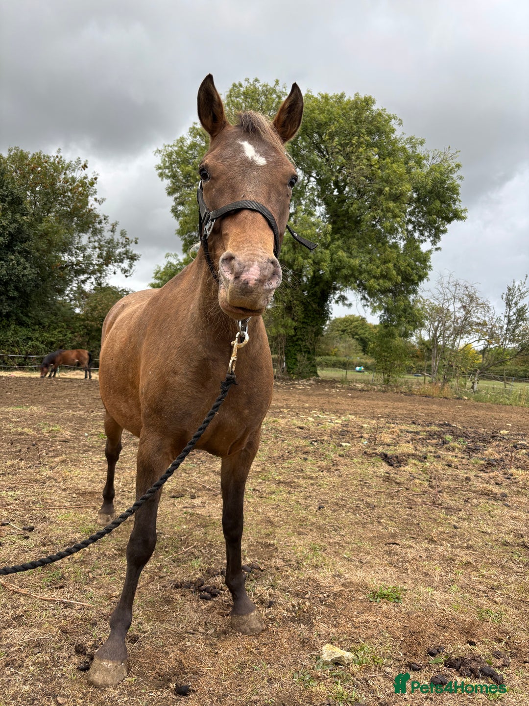 Appaloosa horses for sale: Beautiful Maggie  - Image 5