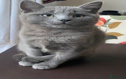 Mixed Breed cats for sale: 2 3month old TORTIE x BRITISH SHORTHAIR KITTENS - Image 36