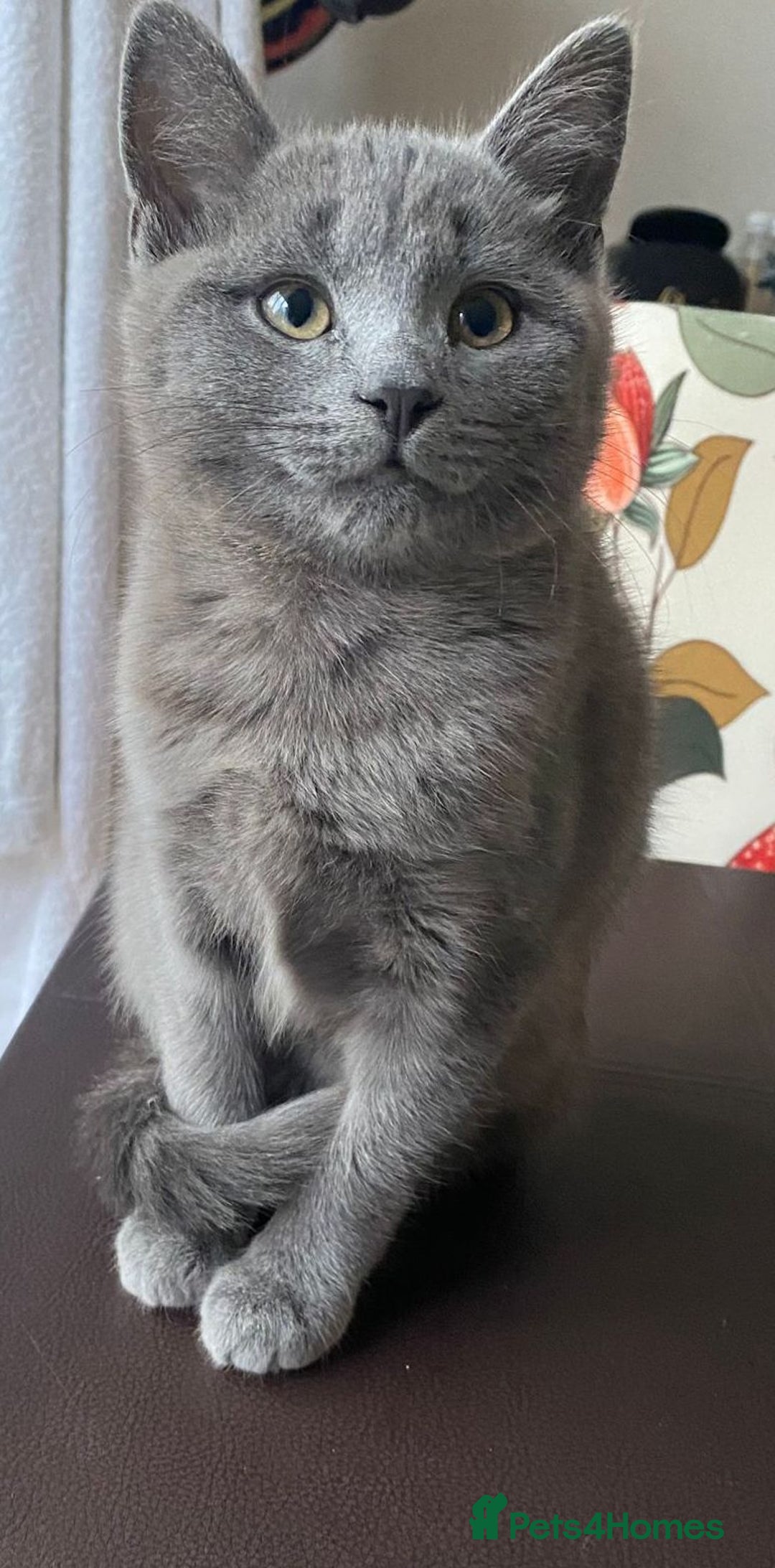 Mixed Breed cats for sale: 2 3month old TORTIE x BRITISH SHORTHAIR KITTENS - Image 36