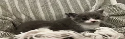 British Shorthair cats for sale: British short hair kittens  - Advert 12