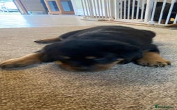 Rottweiler dogs for sale: Champion Bloodline Rottweilers - Image 27