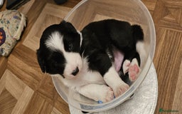 Sprollie dogs for sale: Puppies from Border Collie  - Image 9