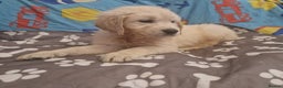 Golden Retriever dogs for sale: KC Golden Retriver READY 20Th December  - Advert 4