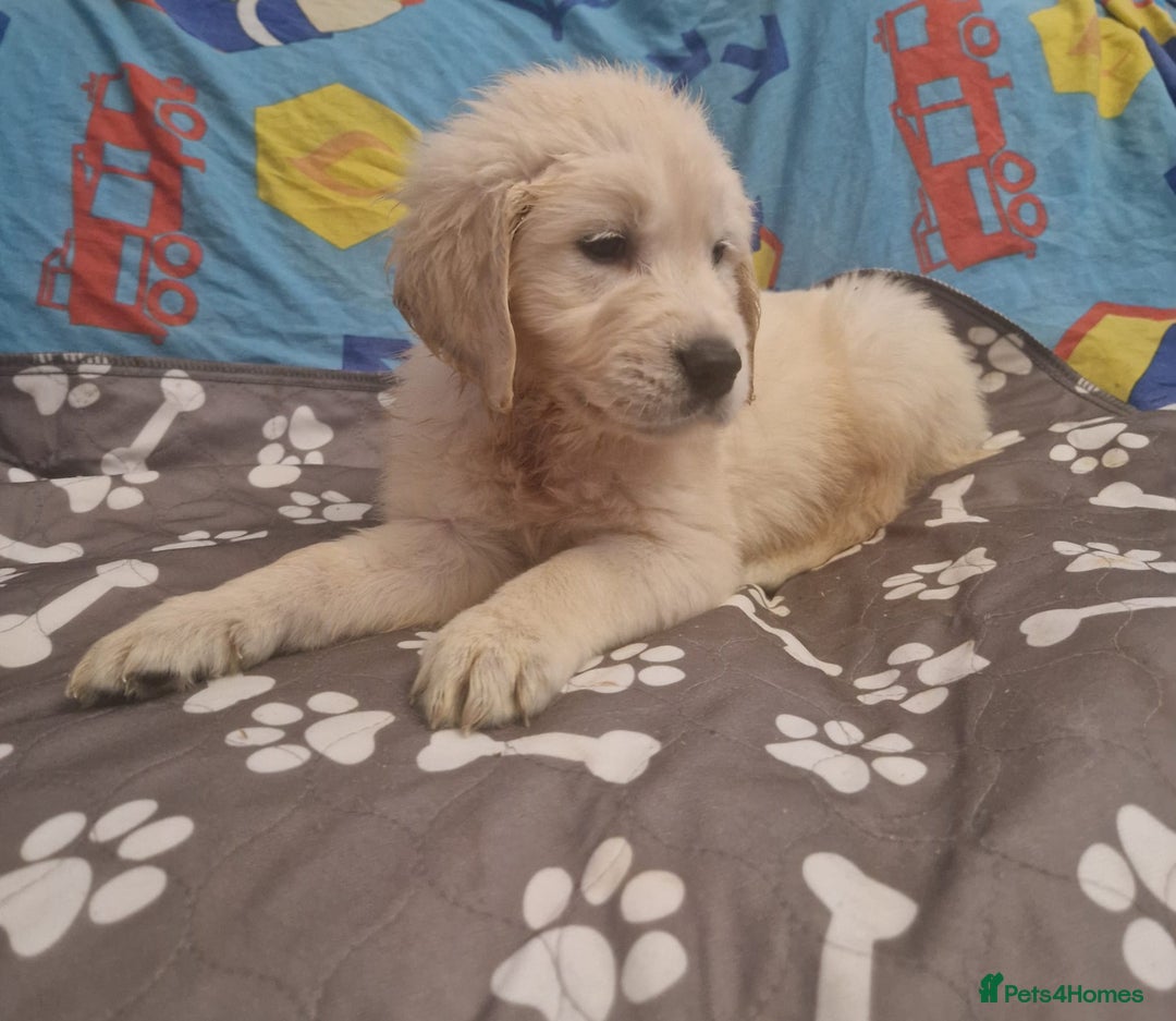 Golden Retriever dogs for sale: KC Golden Retriver READY 20Th December  - Advert 4